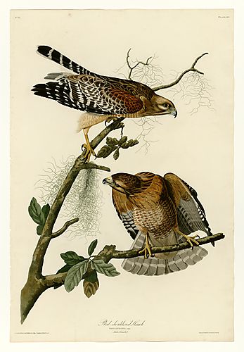 Red-shouldered Hawk