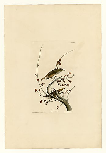 Hermit Thrush