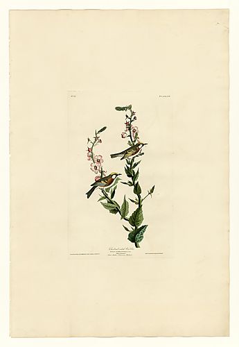 Chestnut-sided Warbler