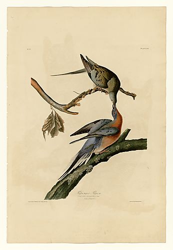 Passenger Pigeon