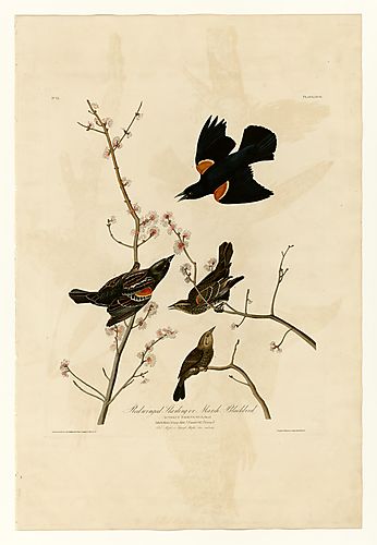 Red-winged Blackbird