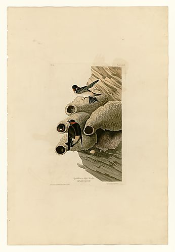 Republican or Cliff Swallow
