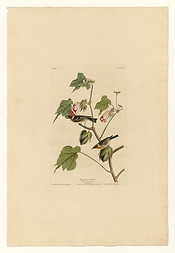 Bay-breasted Warbler