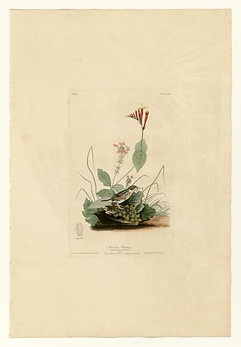 Henslow's Sparrow