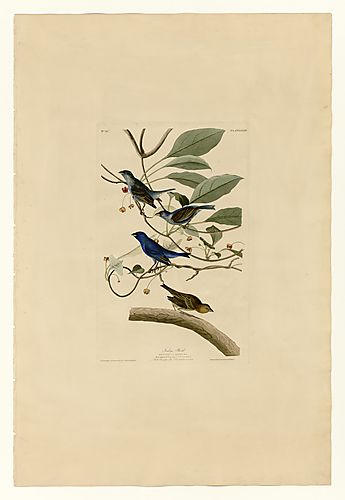 Indigo Bunting