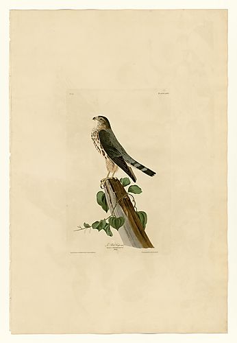Merlin