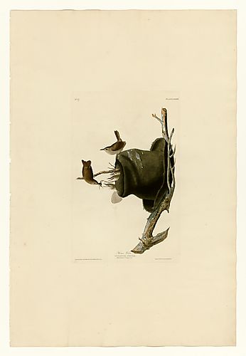 House Wren