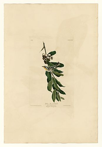 Yellow Throated Warbler