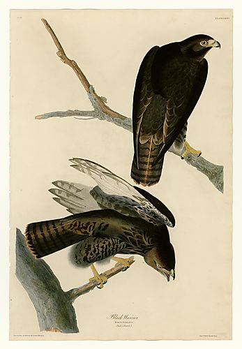 Red-tailed Hawk