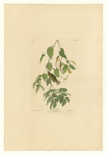 Bay-breasted Warbler