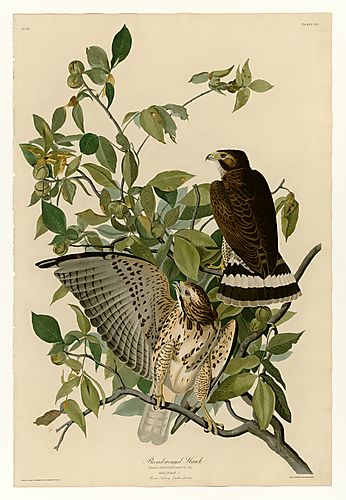 Broad-winged Hawk