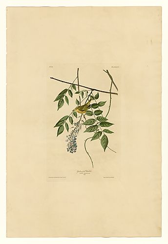 Yellow Warbler