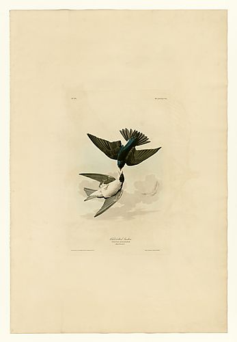 Tree Swallow