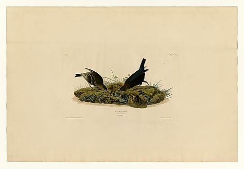 Brown-headed Cowbird
