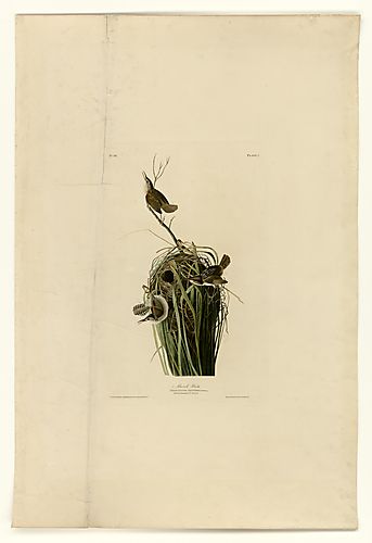 Marsh Wren