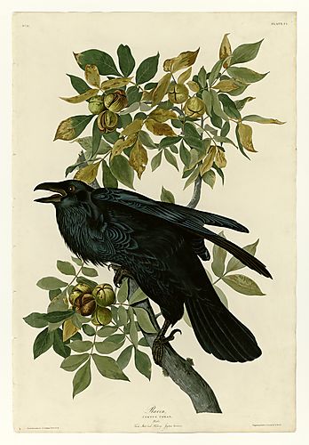 Common Raven