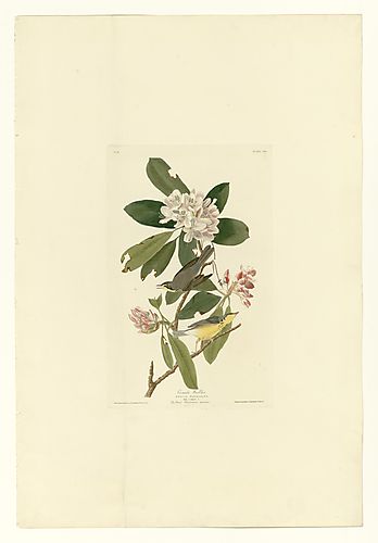 Canada Warbler