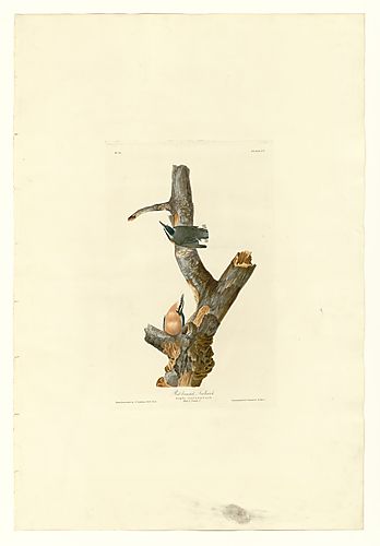 Red-breasted Nuthatch