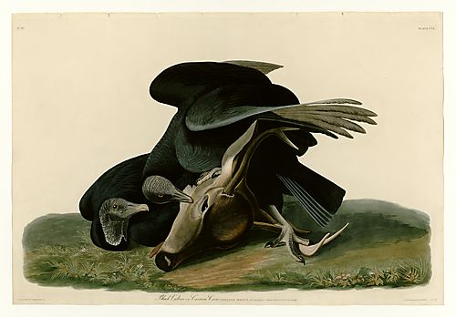 Black Vulture or Carrion Crow