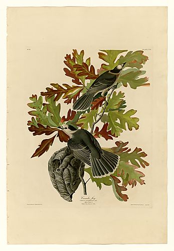 Gray Jay