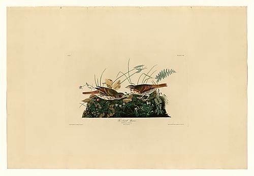 Fox Sparrow