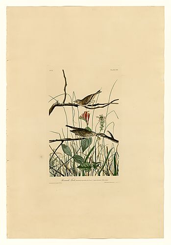 Savannah Sparrow