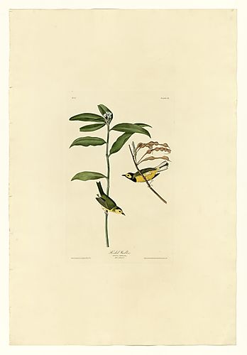 Hooded Warbler