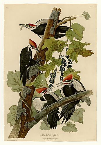 Pileated Woodpecker