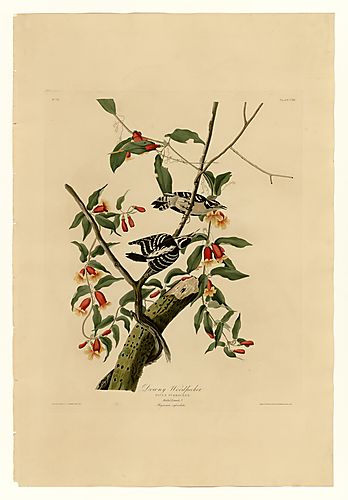 Downy Woodpecker