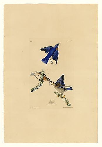 Eastern Bluebird