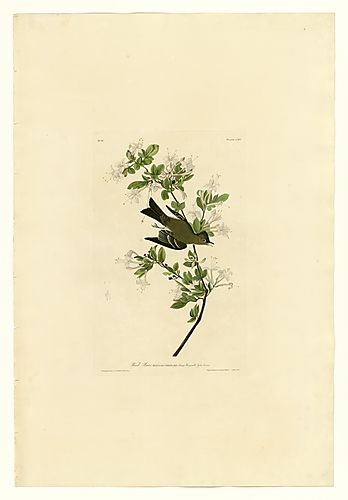 Eastern Wood-Pewee