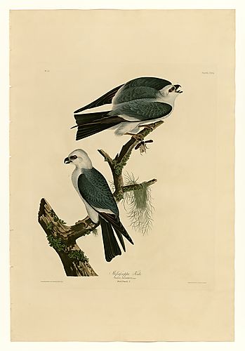 Mississippi Kite