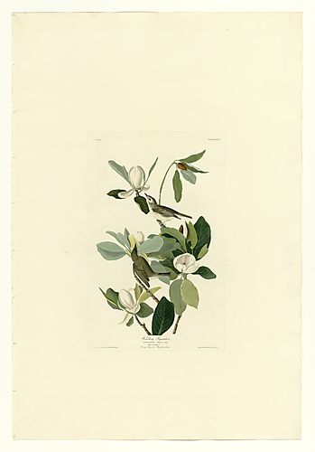 Warbling Vireo