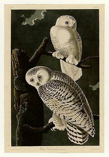 Snowy Owl