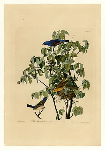Blue Grosbeak
