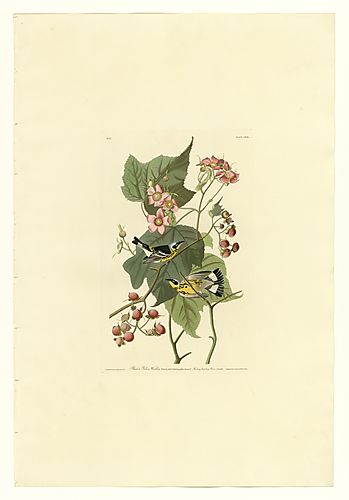 Magnolia Warbler