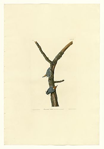 Brown-headed Nuthatch