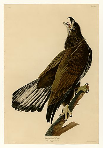 Bald Eagle