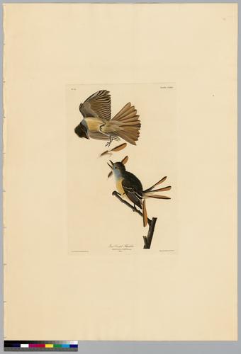 Great Crested Flycatcher