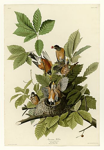 American Robin