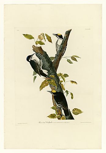 Black-backed Woodpecker