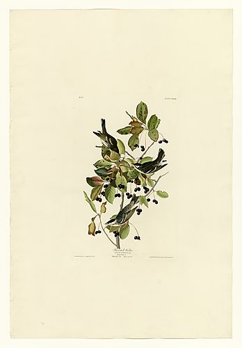 Black-poll Warbler