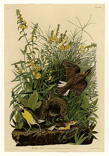 Eastern Meadowlark