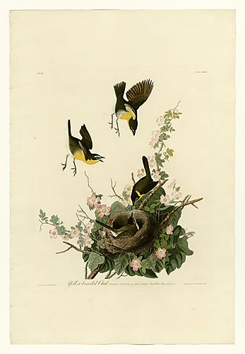Yellow-breasted Chat