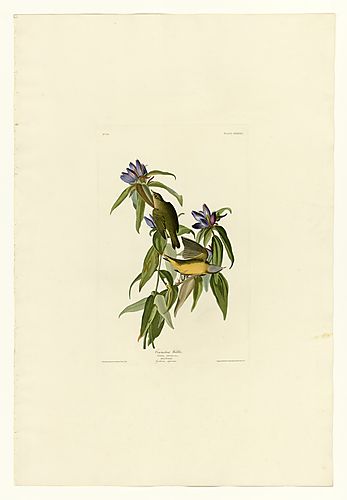 Connecticut Warbler