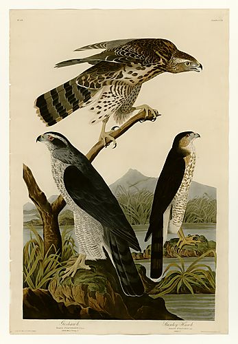 I. Northern Goshawk; 2. Cooper's Hawk