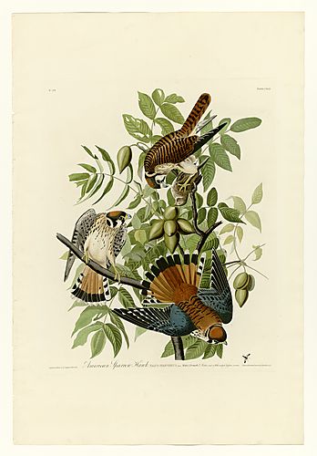American Kestrel