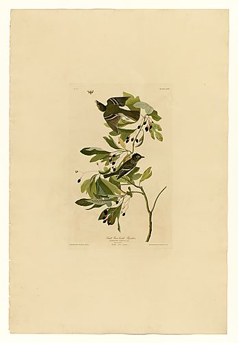 Acadian Flycatcher