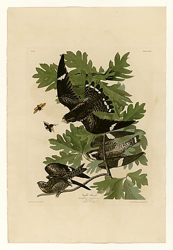 Common Nighthawk