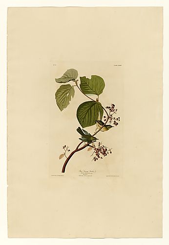 Black-throated Blue Warbler